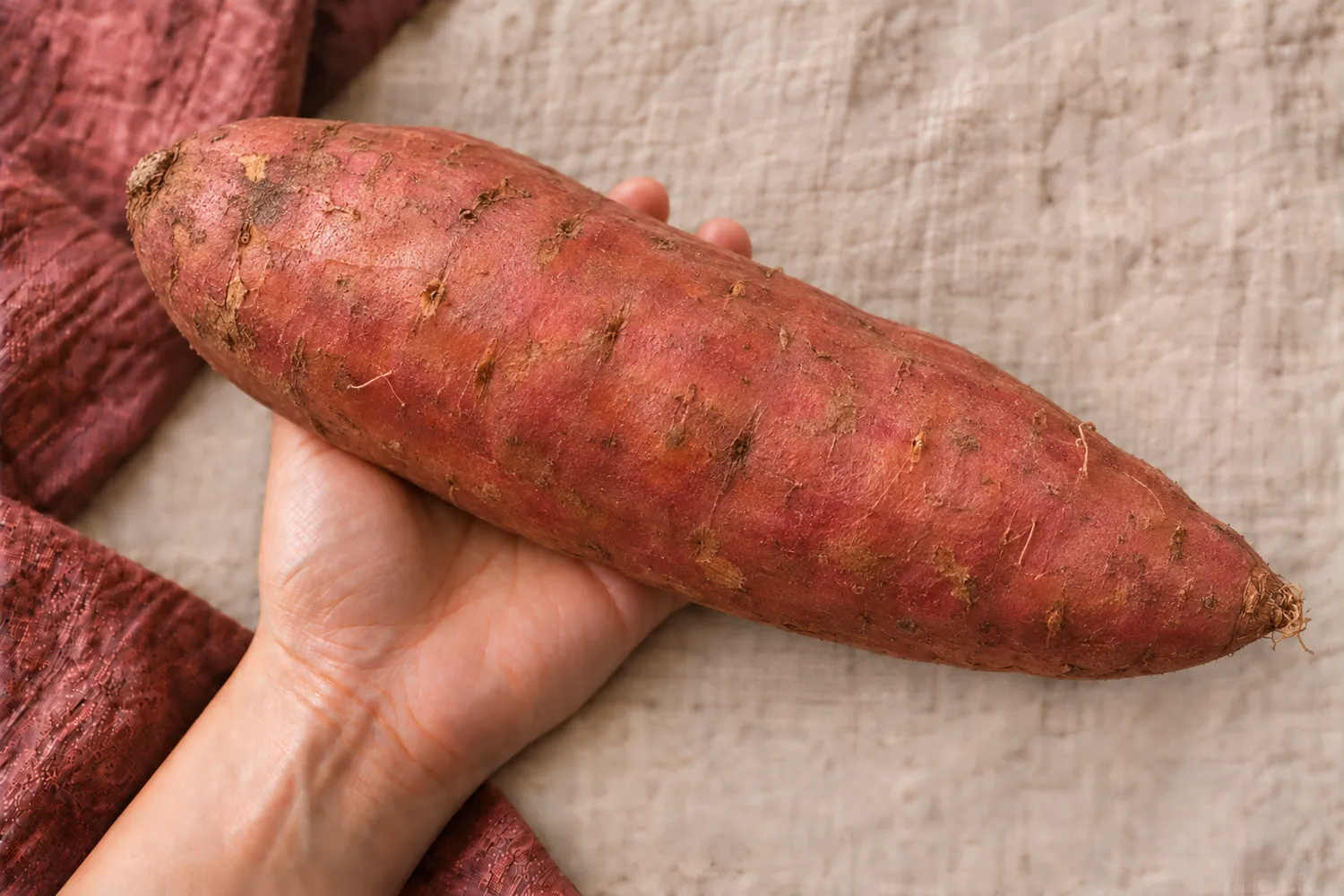 Een enkele grote zoete aardappel ligt in een open handpalm op beige linnen