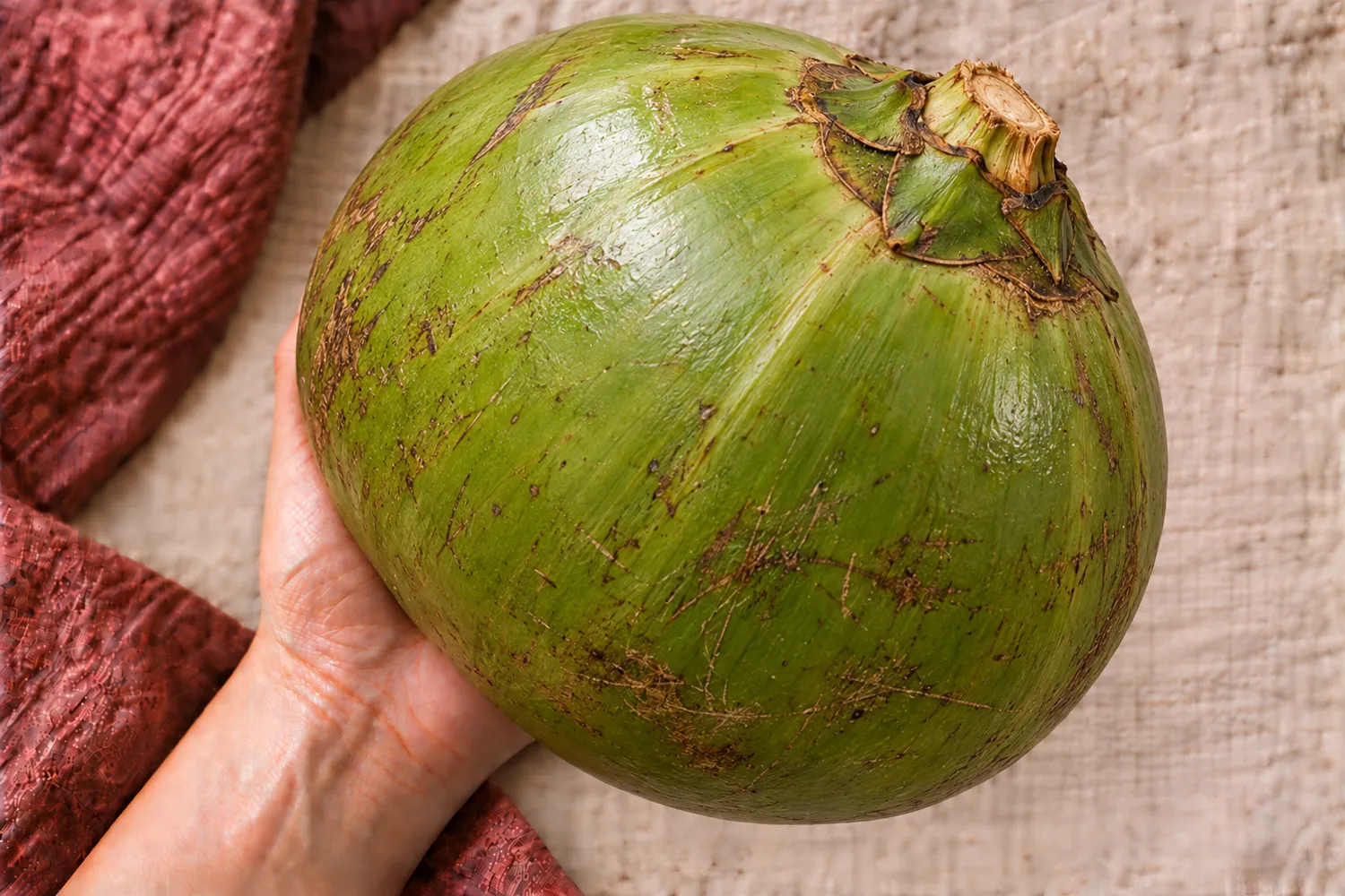 Een hele groene kokosnoot met bolster ligt in een open handpalm op beige linnen