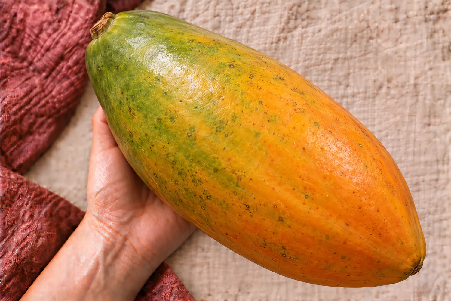 Eine einzelne große Papaya liegt in einer offenen Handfläche auf beigem Leinen
