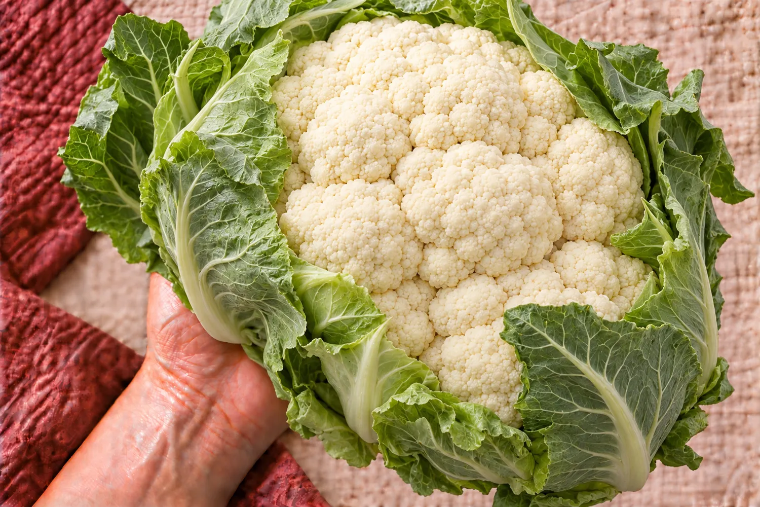Ein ganzer Blumenkohl mit grünen Hüllblättern liegt auf einer offenen Hand auf beigem Leinen