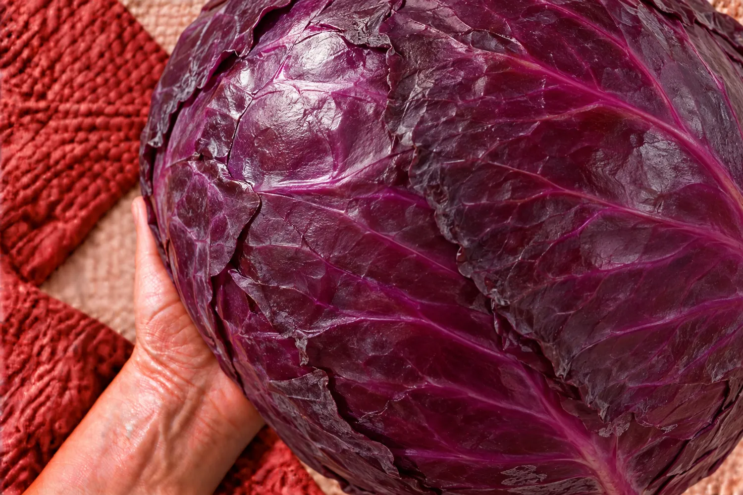 Una col lombarda morada entera sobre una mano abierta