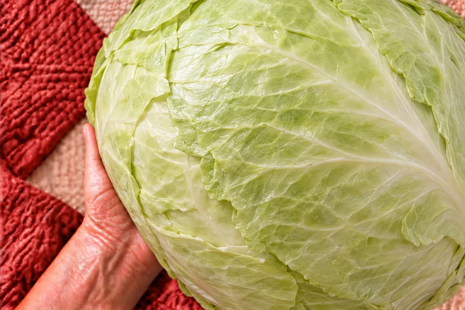 Een hele lichtgroene witte kool ligt op een open hand